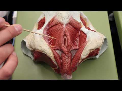 Muscles Of The Male Female Pelvic Floor Anatomy Model
