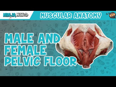 The Male Pelvic Floor Physiopedia