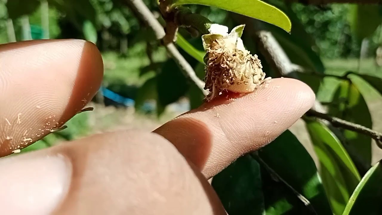 POLLINATING SOURSOP FLOWER BY HAND! WE SUCCEED AFTER VARIOUS
