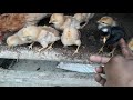 Los pollitos de 15 días🐣 y se enclueco otra gallina 🐔| Vida Con Plumas