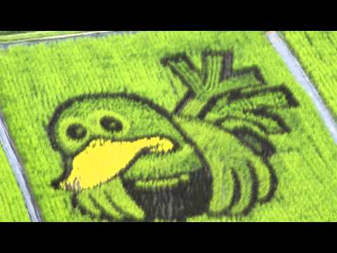 こしがや田んぼアート2010（47日目）