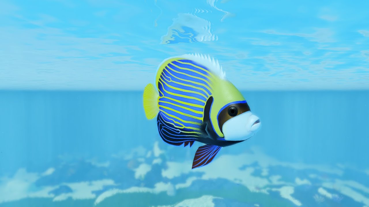 Emperor AngelFish Gameplay In The Reef  -   Roblox