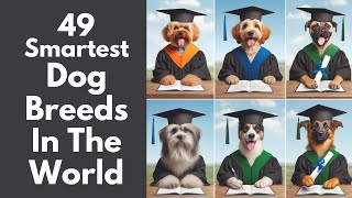 49 worlds smartest dogs