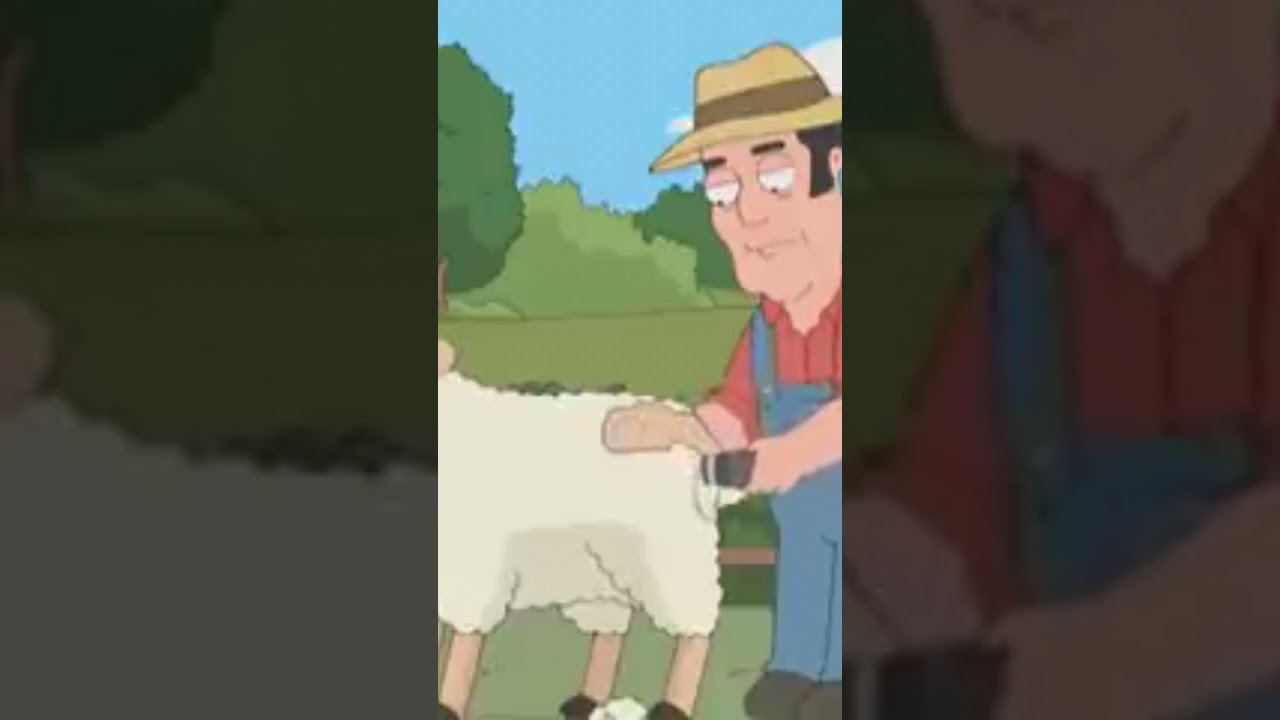 #SheepShearing
