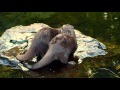 Mating Otters @ Wetlands London