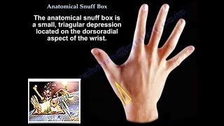 Anatomical Snuff Box - Everything You Need To Know - Dr. Nabil Ebraheim