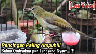 SEPAH RAJA BAHAN LANGSUNG IKUT NYAUT - PANCINGAN BURUNG KOLIBRI SEPAH RAJA