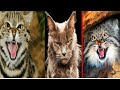 10 MOST DANGEROUS CATS IN THE WORLD #Top 10 video #cat videos # Dangerous cat