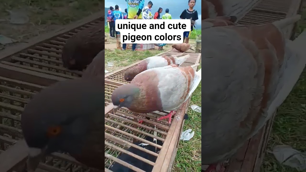 unique and cute pigeon colors 