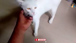 Mogli My Cross Persian Cat | Cute Cat Video by Riyaz Korbu 470 views 10 months ago 1 minute, 45 seconds