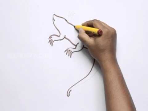 How to Draw a Salamander - YouTube