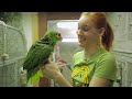 Caring For The Animals When Sick