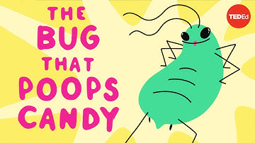 The bug that poops candy - George Zaidan
