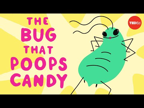 The bug that poops candy - George Zaidan