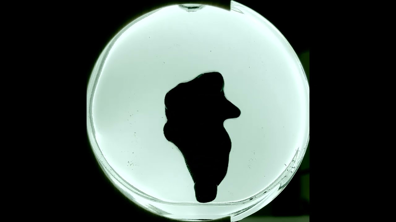 Ferro Blob Dancing to D Minor.