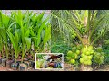 How to Grow Coconut Tree fast harvest in 3 years - Growing Coconut Tree From Seed - Coconut Farming