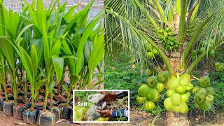 How to Grow Coconut Tree fast harvest in 3 years  Growing Coconut Tree From Seed  Coconut Farming