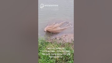 8 đen với Mồi câu SUNKISS đêm 15/11/2020