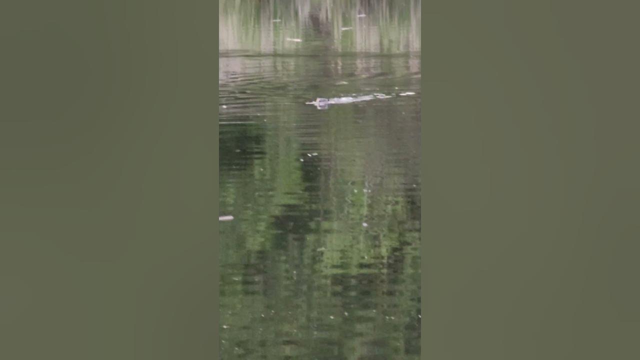 Canadian beavers swim faster than you think, and the last dive is