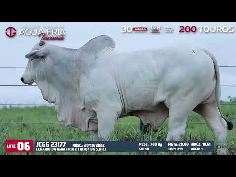 LOTE 06