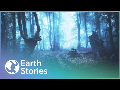 COULD YOU SURVIVE IN THE WOODS WITH 6 STRANGERS FOR 25 DAYS? | EARTH STORIES