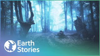 COULD YOU SURVIVE IN THE WOODS WITH 6 STRANGERS FOR 25 DAYS? | EARTH STORIES