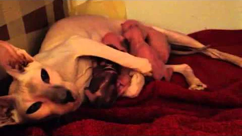 Video 297351: hairless peterbald, peterbald kittens, peterbald cat