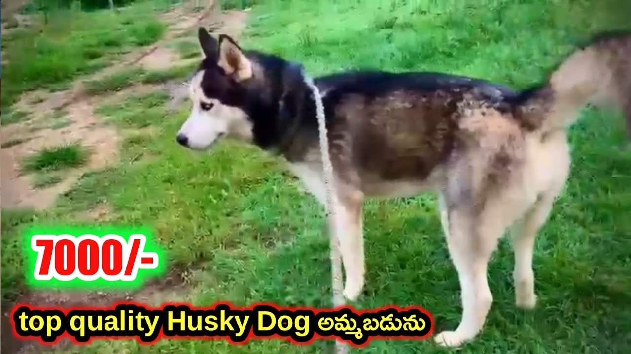 top quality Husky dog for sale in telugu/ 81217 43044 /aj pets YouTube