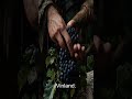 The Viking Discovery of Vinland #shorts #history