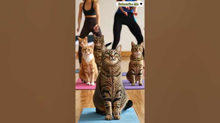 Yoga Class with Cats Ends in HILARIOUS Chaos! 🐱 #cat #meow #kitten