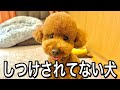 躾（しつけ）してない犬との生活見せます。【自由育成のプードル】