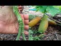 In this video, I experimented with the implantation of two papaya