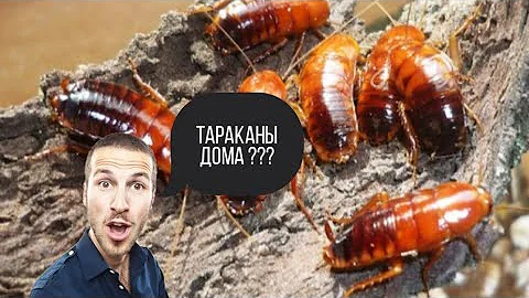 Завёл тараканов как кормовую культуру ? Как разводить туркменского таракана в домашних условиях ?