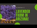 How To Grow Lavender Plant -Farm In Pine, Arizona