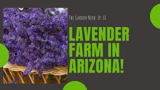 How To Grow Lavender Plant Farm In Pine, Arizona