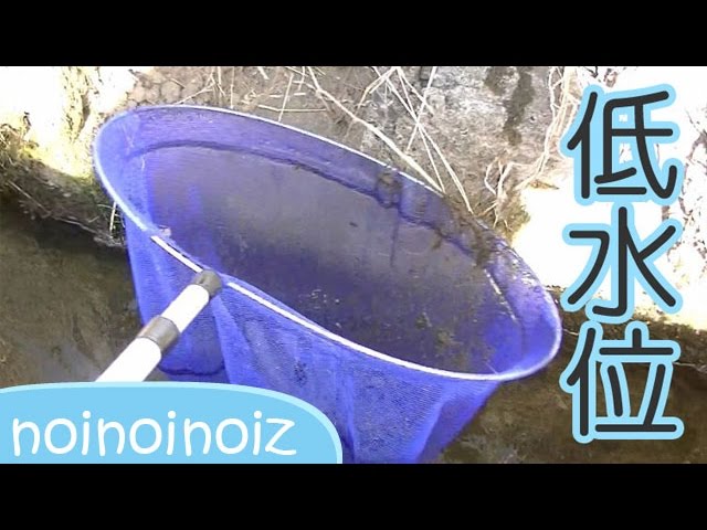 ガサガサ 枯れた水路で魚を探せ プチハプニング Gasagasa Happening Youtube