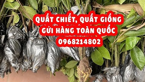 Mua Quất chiết | Quất giống chuẩn nhiều quả, lá xanh to