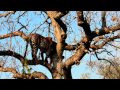 Male Leopard vs Baboon - Londolozi