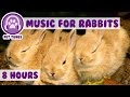 Over 8 hours of relaxing music for rabbits natural stress and anxiety relief for rabbits