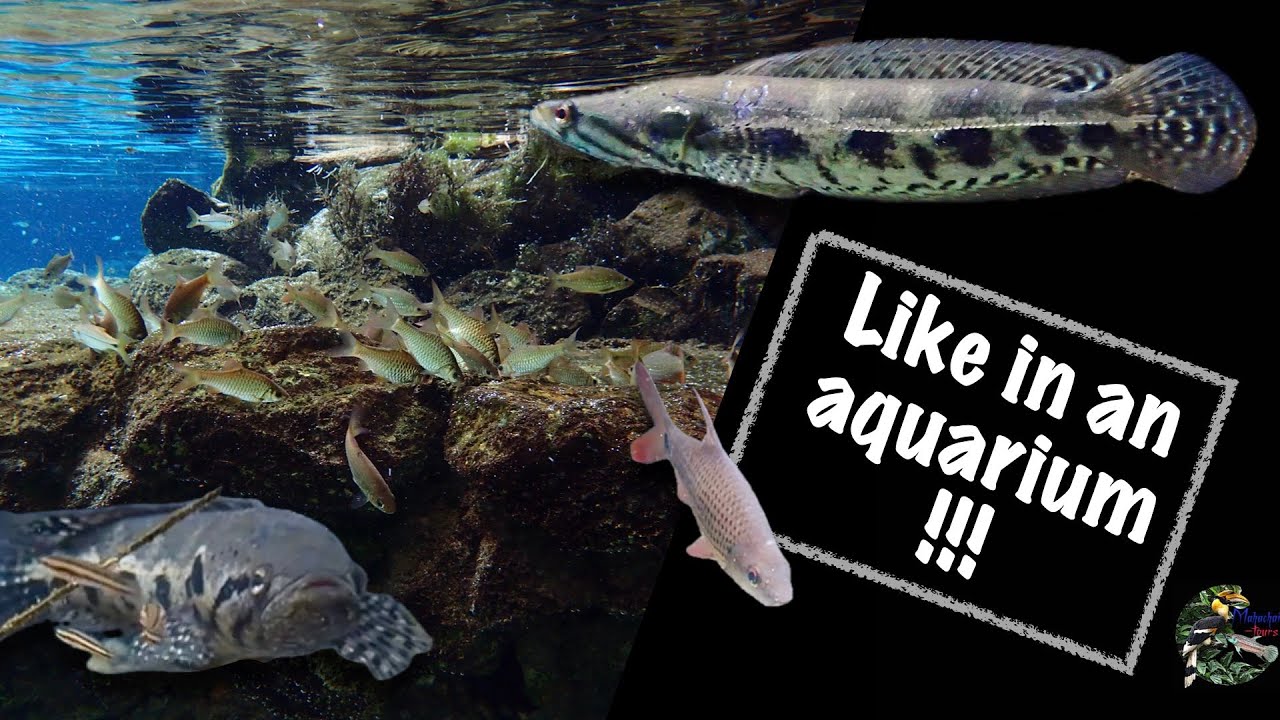 Источник Mae Nam Tapi - Channa lucius