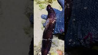 Manguha ta ug Bat Hanginan (sea cucumber)