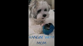 BODHI THE HAVANESE ~ 'HANGIN WITH MOM'