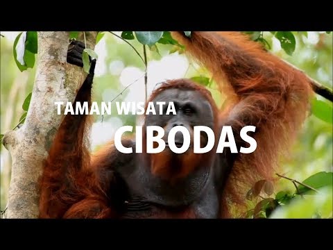 mengagumkan!!-obyek-taman-wisata-cibodas-puncak,-canopy-trail(ciwalen)