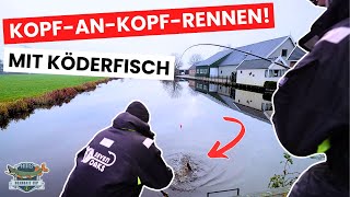 Köderfisch-Duell um den Hecht! - Kopf-an-Kopf-Rennen beim Deadbait Cup!