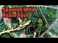 Mediterranean Wild Asparagus - Foraging in Spain thumbnail