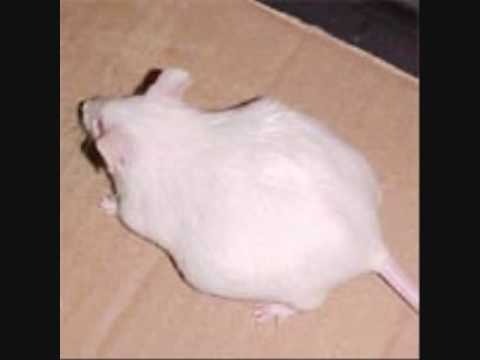 Pictures Of Pregnant Mice 32