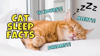 10 Fun Facts About Cats' Sleeping Habits