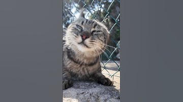 Thumbnail of Katze mit Wackelkontakt Oimara  HBz x Luca-Dante Spadafora Remix