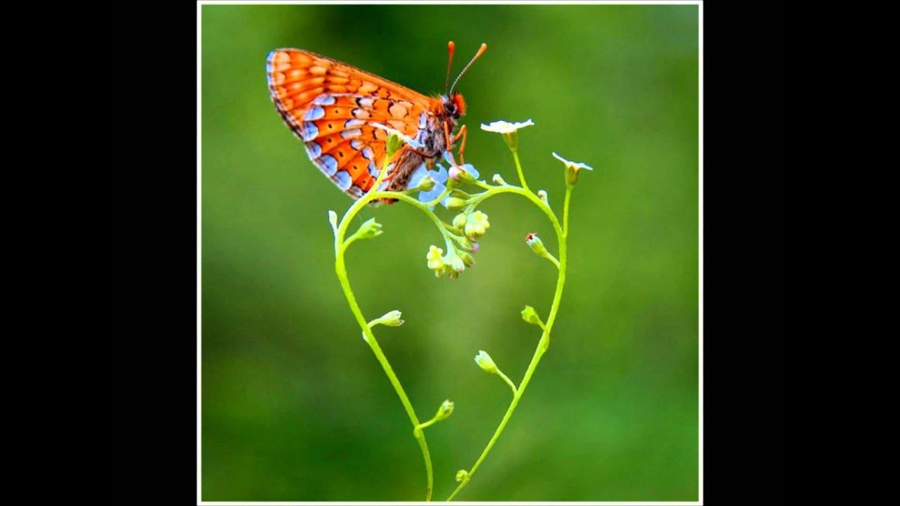 Моя любимая бабочка. На руку бабочка. Две бабочки. Моя любимая бабочка. Порхающие бабочки.