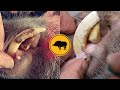 CLEANING MY PIG'S TEETH | Mini Pig Dental Hygiene